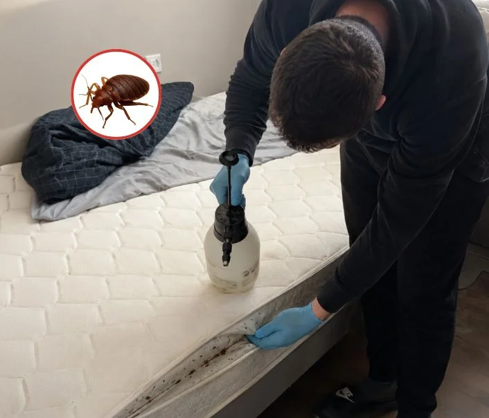 Technicien traitant un matelas contre les punaises de lit à Villemomble